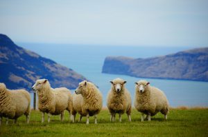Skirting a Fleece